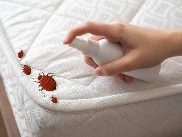 Best Insect Control  in Crested Butte, CO