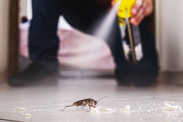 Best Wasp Removal Services  in Crested Butte, CO