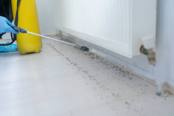 Best Ant Control Services  in Crested Butte, CO